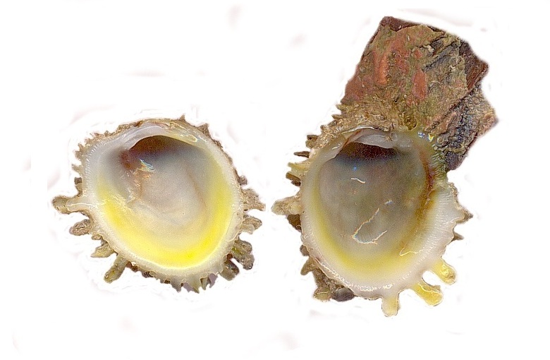 isole Kerkena Chama Parvicardium Mytilaster